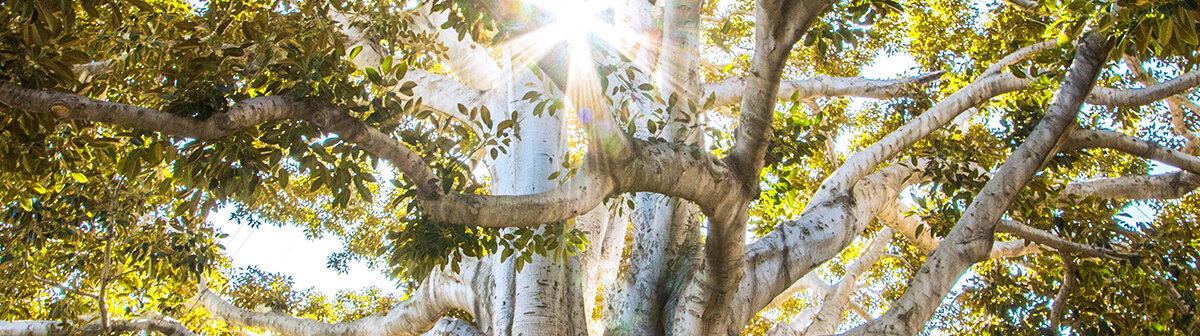 Great Expectations? The Challenge of Cultural Engagement