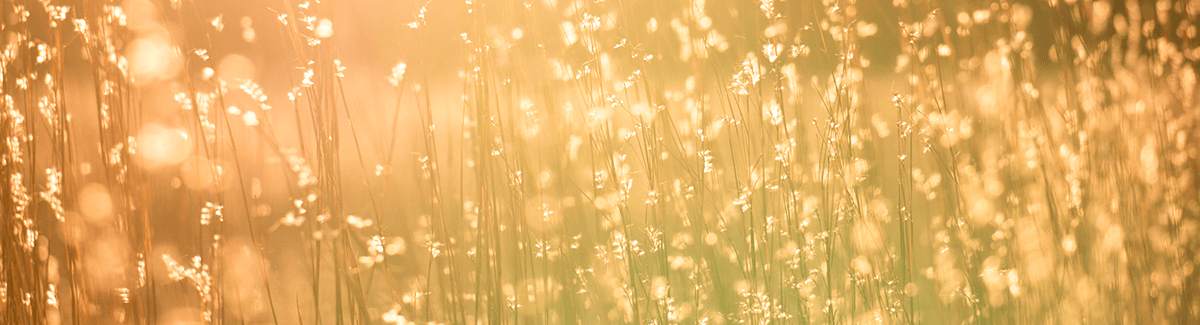 "They Will" vs. "My Will"